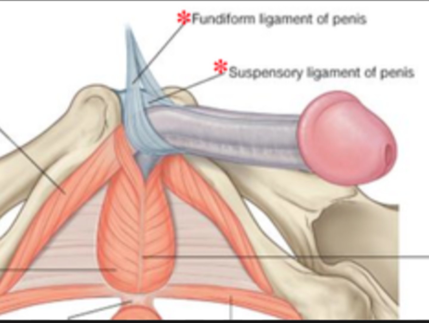 <p>from linea alba slings around penis and attaches to symphysis pubis</p>
