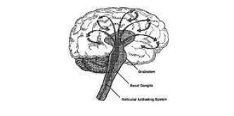 <p>Rectiular activating system </p>