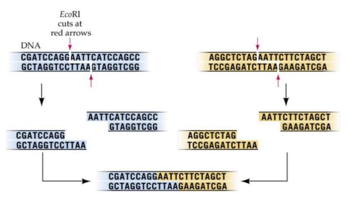 <ul><li><p>enzymes (eg EcoR1) which cut DNA at a specific sequence of bases called a restriction site </p></li><li><p>Make staggered cuts leaving unpaired single stranded ends </p></li><li><p>Exposed  bases form H-bonds to base pair with complementary sticky ends produced by same restriction enzyme </p></li></ul><p></p>