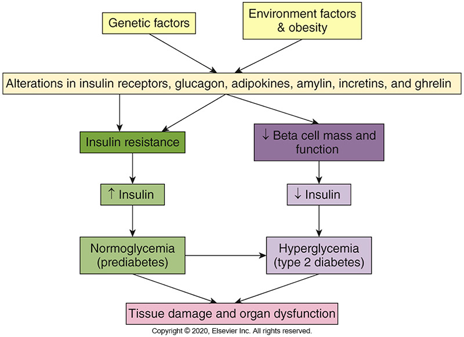 <p>•<span>Caused by genetic-environmental-lifestyle interaction</span></p><p>•<span>Risk factors: family history, age, obesity, hypertension, poor diet, &amp; physical inactivity</span></p><p>•<span>Diet during pregnancy may increase long term risk for child</span></p><p></p>