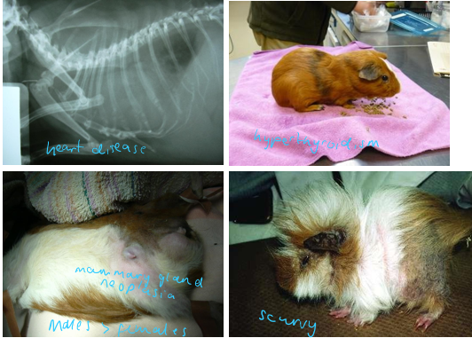 <p><span>Hyperthyroidism </span></p><p><span>Hyperadrenocorticism </span></p><p><span>Insulinoma</span></p><p><span>Fibrous osteodystrophy </span></p><p><span>Hypovitaminosis C</span></p><p><span>Mammary gland neoplasia and mastitis </span></p><p><span>Pneumonia</span></p><p><span>Heart disease – most common pericardial effusion, DCM</span></p>