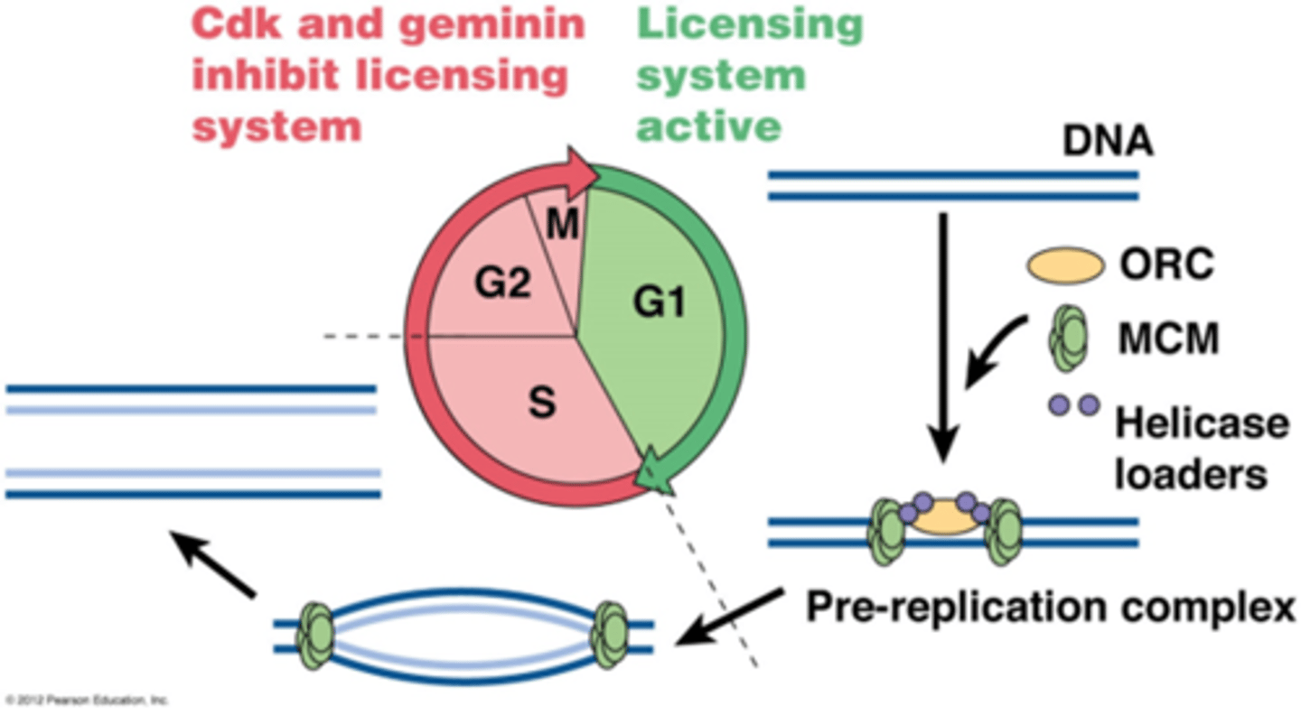 <p>•DNA kan maar éénmaal worden gerepliceerd tijdens S-fase</p><p>->in de G1 fase worden eiwitten gevormd die gaan binden op de ORI: ORC, MCM en helicase loaders= pre replicatiecomplex</p><p>S-fase Cdks fosforyleert MCM, ORC en helicase laders</p><p>-> activatie van replicatie</p><p>-> fosfo-ORC and fosfo-helicase laders dissociëren van DNA, voorkomt hervergunning</p><p>-> fosfo-MCM (DNA helicase) haalt de 2 DNA strengen uiteen tijdens de replicatie</p><p>-> als de replicons samenkomen komt fosfo-MCM los van het DNA</p><p>-> geminine bindt fosfo-MCM en blokkeert de recrutering van het MCM complex naarhetDNA, geminine is aanwezig tot einde mitose.</p><p>• Geminine is substraat voor APC complex (anafase), geubiquitineerd geminine wordt afgebroken door proteasoom</p><p>• ORC and helicase laders worden gedefosforyleerd in mitose</p><p>• In G1 fase terug vorming van pre-replicatie complex</p><p>(aleyde is niet zo'n fan van de foto dus meer kijken naar de uitleg )</p>