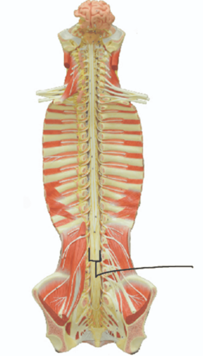 <p>Identify structure.</p>