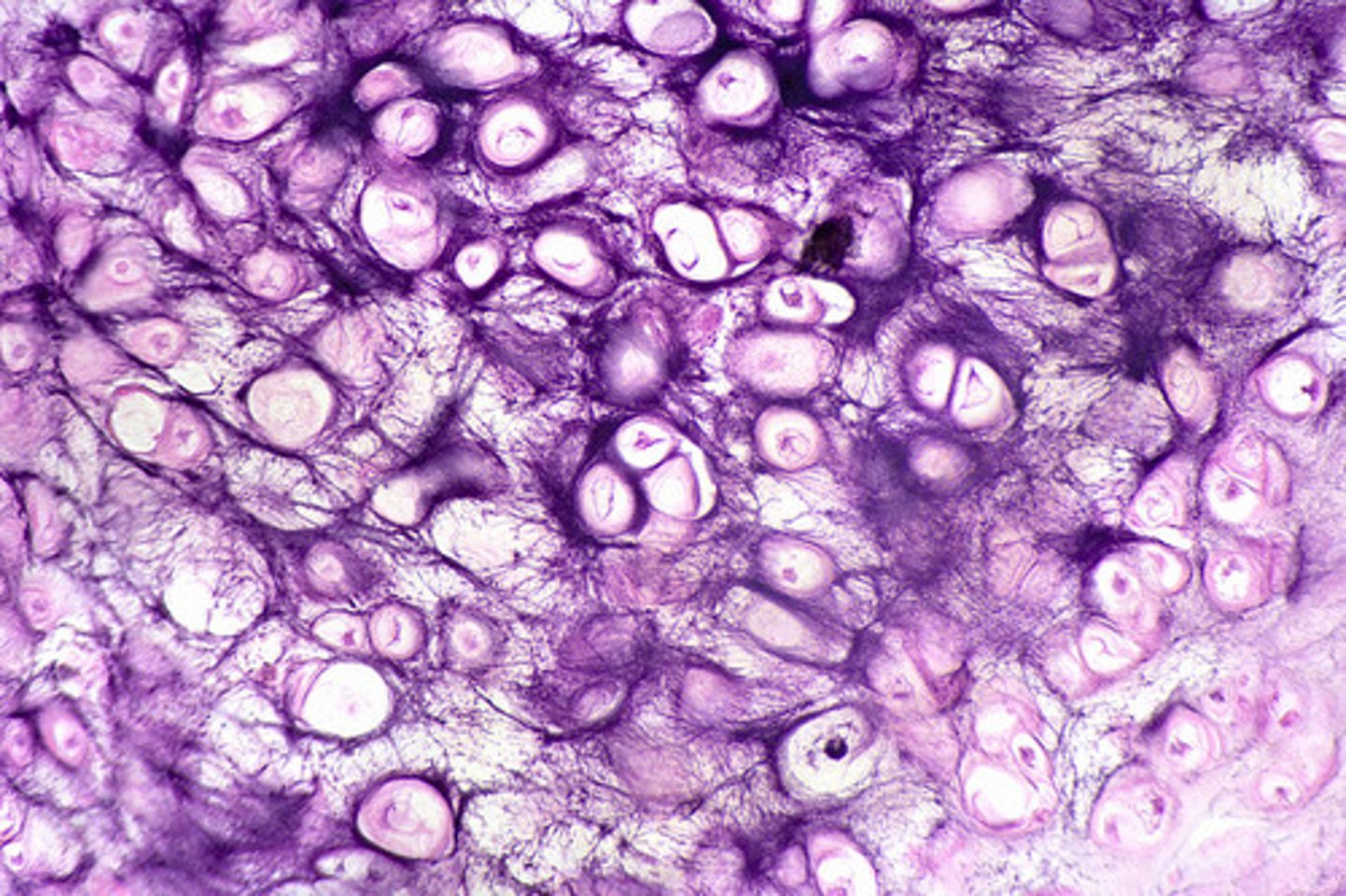 <p>external ear</p><p>epiglottis</p>