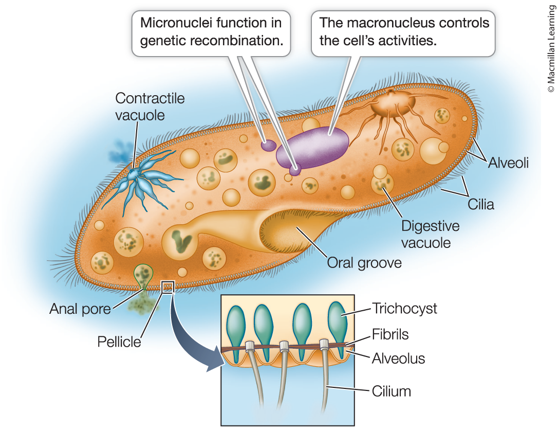 <ul><li><p>several cilia for motion </p></li><li><p>heterotrophs</p></li><li><p>complex body forms, two types of nuclei</p></li><li><p>ex. paramecium </p></li></ul><p></p>
