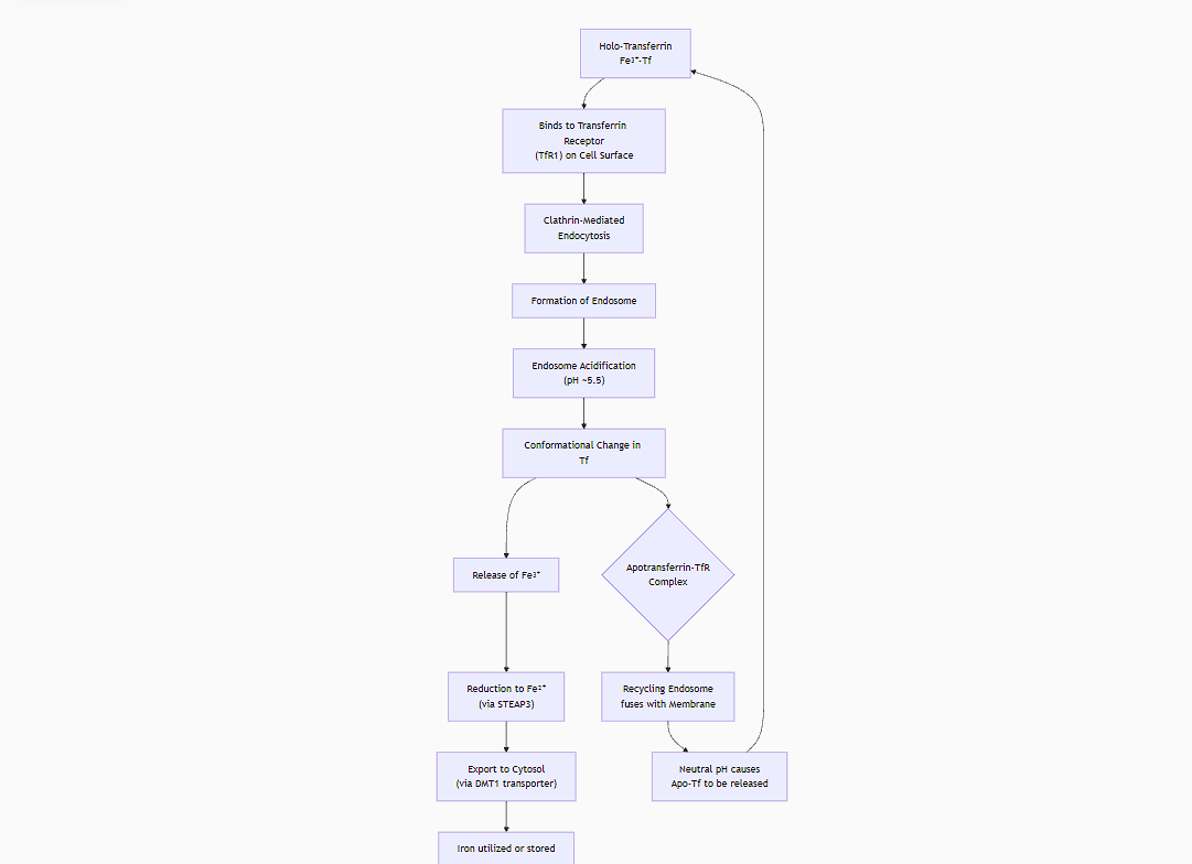 <p>The transferrin system is a highly efficient and elegant mechanism for transporting iron (Fe³⁺) safely through the bloodstream and delivering it to cells that need it.</p><p class="ds-markdown-paragraph">Here’s a step-by-step explanation of how it works:</p><p><strong>The Problem with Free Iron</strong></p><p class="ds-markdown-paragraph">Iron is essential for life (e.g., in hemoglobin for oxygen transport), but free iron (Fe²⁺ or Fe³⁺) in the blood is dangerous because it:</p><ol><li><p class="ds-markdown-paragraph"><strong>Generates reactive oxygen species (ROS)</strong> via the Fenton reaction, causing oxidative damage to cells.</p></li><li><p class="ds-markdown-paragraph">​​Is a vital nutrient for <strong>bacteria and pathogens</strong>, so free iron could promote infection.</p></li></ol><p class="ds-markdown-paragraph">The transferrin system solves both problems by <strong>keeping iron tightly bound and sequestered</strong> until it is delivered inside a cell.</p><div data-type="horizontalRule"><hr></div><p><strong>Key Players in the System</strong></p><ol><li><p class="ds-markdown-paragraph"><strong>Transferrin (Tf):</strong> The transport protein. It's a glycoprotein produced in the liver that has two identical, high-affinity binding sites for <strong>ferric iron (Fe³⁺)</strong>.</p></li><li><p class="ds-markdown-paragraph"><strong>Transferrin Receptor (TfR1):</strong> A receptor protein found on the surface of most cells, but in high amounts on cells that need a lot of iron (e.g., erythroid precursor cells making hemoglobin).</p></li><li><p class="ds-markdown-paragraph"><strong>Endosome:</strong> A membrane-bound compartment inside the cell that acts as the delivery and processing station.</p></li><li><p class="ds-markdown-paragraph"><strong>Proton Pump (V-ATPase) and STEAP3:</strong> Proteins that acidify the endosome and reduce Fe³⁺ to Fe²⁺, respectively.</p></li><li><p class="ds-markdown-paragraph"><strong>DMT1 (Divalent Metal Transporter 1):</strong> The transporter that moves iron from the endosome into the cell's cytoplasm.</p></li></ol><div data-type="horizontalRule"><hr></div><p><strong>The Step-by-Step Transport ProcessStep 1: Loading Iron in the Blood</strong></p><ul><li><p class="ds-markdown-paragraph">Iron absorbed from the diet in the intestine (as Fe²⁺) is oxidized to <strong>Fe³⁺</strong> by a enzyme like ceruloplasmin or hephaestin.</p></li><li><p class="ds-markdown-paragraph">In the blood, <strong>Fe³⁺ binds to apotransferrin</strong> (iron-free transferrin), converting it to <strong>holo-transferrin</strong> (iron-loaded transferrin).</p></li></ul><p><strong>Step 2: Recognition and Binding</strong></p><ul><li><p class="ds-markdown-paragraph"><strong>Holo-transferrin</strong>, now carrying two Fe³⁺ ions, circulates in the blood.</p></li><li><p class="ds-markdown-paragraph">It binds with very high affinity to the <strong>Transferrin Receptor (TfR1)</strong> on the surface of a target cell.</p></li></ul><p><strong>Step 3: Clathrin-Mediated Endocytosis</strong></p><ul><li><p class="ds-markdown-paragraph">The <strong>TfR-Holo-Tf complex</strong> clusters in a clathrin-coated pit on the cell membrane.</p></li><li><p class="ds-markdown-paragraph">This pit invaginates and pinches off to form a <strong>vesicle</strong> inside the cell, bringing the entire complex into the cell. The clathrin coat quickly disassembles.</p></li></ul><p><strong>Step 4: The Endosome: Where the Magic Happens</strong></p><p class="ds-markdown-paragraph">The vesicle fuses with an acidic compartment called an <strong>endosome</strong>. This is the critical step for releasing iron.</p><ul><li><p class="ds-markdown-paragraph"><strong>Acidification:</strong> A <strong>proton pump (V-ATPase)</strong> in the endosome membrane actively pumps protons (H⁺) into the endosome, lowering the pH to around <strong>5.5</strong>.</p></li><li><p class="ds-markdown-paragraph"><strong>Conformational Change:</strong> The acidic pH causes a major conformational change in the transferrin protein. Its affinity for iron drops dramatically.</p></li><li><p class="ds-markdown-paragraph"><strong>Reduction (in some cells):</strong> In many cells, a ferrireductase like <strong>STEAP3</strong> reduces the released Fe³⁺ back to the more soluble <strong>Fe²⁺</strong> form.</p></li></ul><p><strong>Step 5: Iron Release and Export from the Endosome</strong></p><ul><li><p class="ds-markdown-paragraph">The released iron (now Fe²⁺) is transported out of the endosome and into the cell's cytoplasm via the transporter <strong>DMT1</strong>.</p></li></ul><p><strong>Step 6: Recycling</strong></p><p class="ds-markdown-paragraph">The transferrin system is remarkably efficient because all components are recycled:</p><ul><li><p class="ds-markdown-paragraph"><strong>Apotransferrin (iron-free Tf)</strong> remains bound to its receptor at low pH.</p></li><li><p class="ds-markdown-paragraph">The recycling endosome fuses with the plasma membrane.</p></li><li><p class="ds-markdown-paragraph">The neutral pH of the blood (pH 7.4) causes <strong>apotransferrin to dissociate from the receptor</strong> and be released back into the bloodstream to pick up more iron.</p></li><li><p class="ds-markdown-paragraph">The <strong>Transferrin Receptor</strong> is also returned to the cell surface to be used again.</p></li></ul><p class="ds-markdown-paragraph"><strong>Biological Importance</strong></p><ul><li><p class="ds-markdown-paragraph"><strong>Safety:</strong> Prevents the toxic effects of free iron.</p></li><li><p class="ds-markdown-paragraph"><strong>Targeted Delivery:</strong> Iron is delivered specifically to cells that need it most because they express more transferrin receptors (e.g., red blood cell precursors).</p></li><li><p class="ds-markdown-paragraph"><strong>Regulation:</strong> Cellular iron levels autoregulate the system. High iron levels in the cell lead to the degradation of the transferrin receptor, reducing further uptake. Low iron levels increase receptor production.</p></li><li><p class="ds-markdown-paragraph"><strong>Pathogen Defense:</strong> By sequestering iron, the body limits its availability to invading bacteria and fungi, which require it for growth. This is a form of "nutritional immunity."</p></li></ul><p><br></p><p></p>