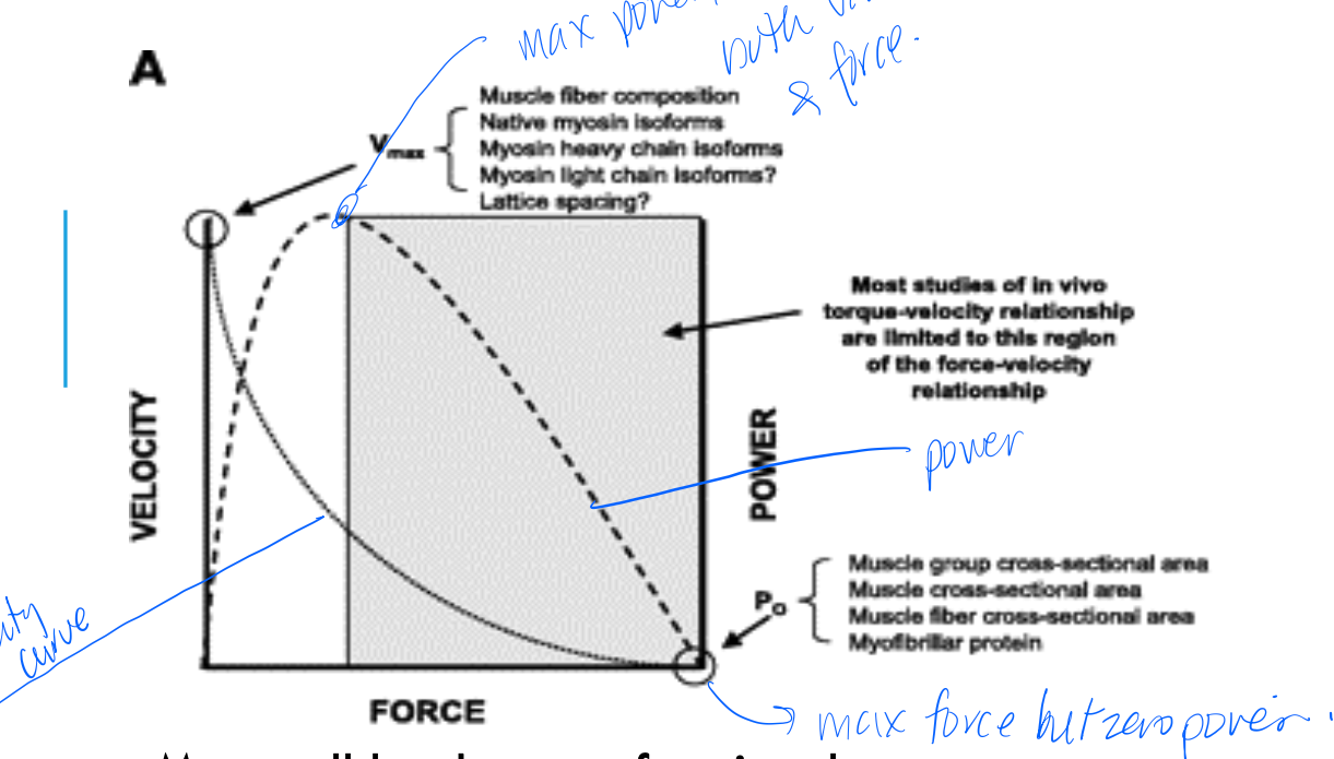 <p>perhaps the most functional parameter of muscle, ability to do generate force rapidly, often more important than absolute maximum force/torque production&nbsp;</p>