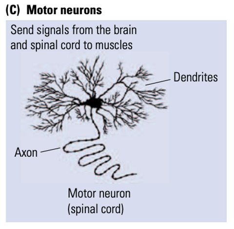located in the brainstem and spinal cord, and project to facial and body muscles (the final common path because all movement is produced through them)