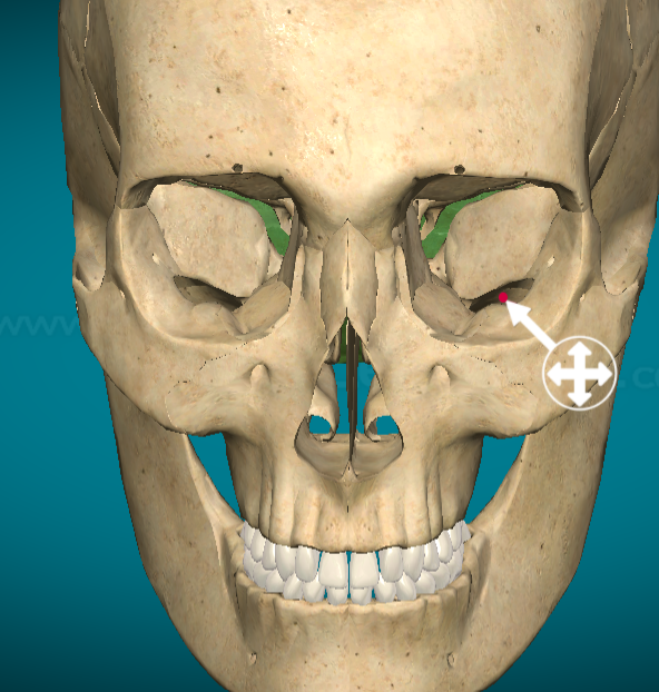<p>Inferior Orbital fissure</p>