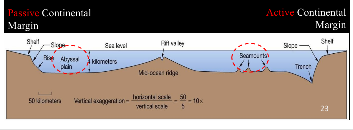 <ul><li><p><span>PASSIVE MARGIN. It begins to get deeper and deeper but slowly (continental slope) has abyssal planes</span></p></li><li><p><span>ACTIVE MARGIN When you reach the shelf break is when it gets deep very quickly (continental shelf) has seamounts</span></p></li></ul><p></p>