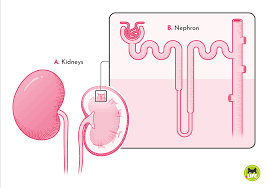 <p><strong>At which of the following locations in the nephron would a health care professional first expect blood to be largely free of plasma proteins?</strong></p><p>A) Proximal convoluted tubule</p><p>B) Bowman space</p><p>C) Loop of Henle</p><p>D) Afferent arteriole</p>