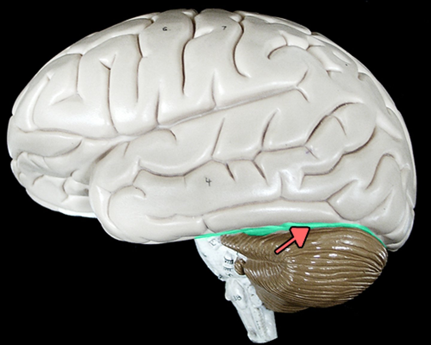 <p>separates cerebrum and cerebellum</p>