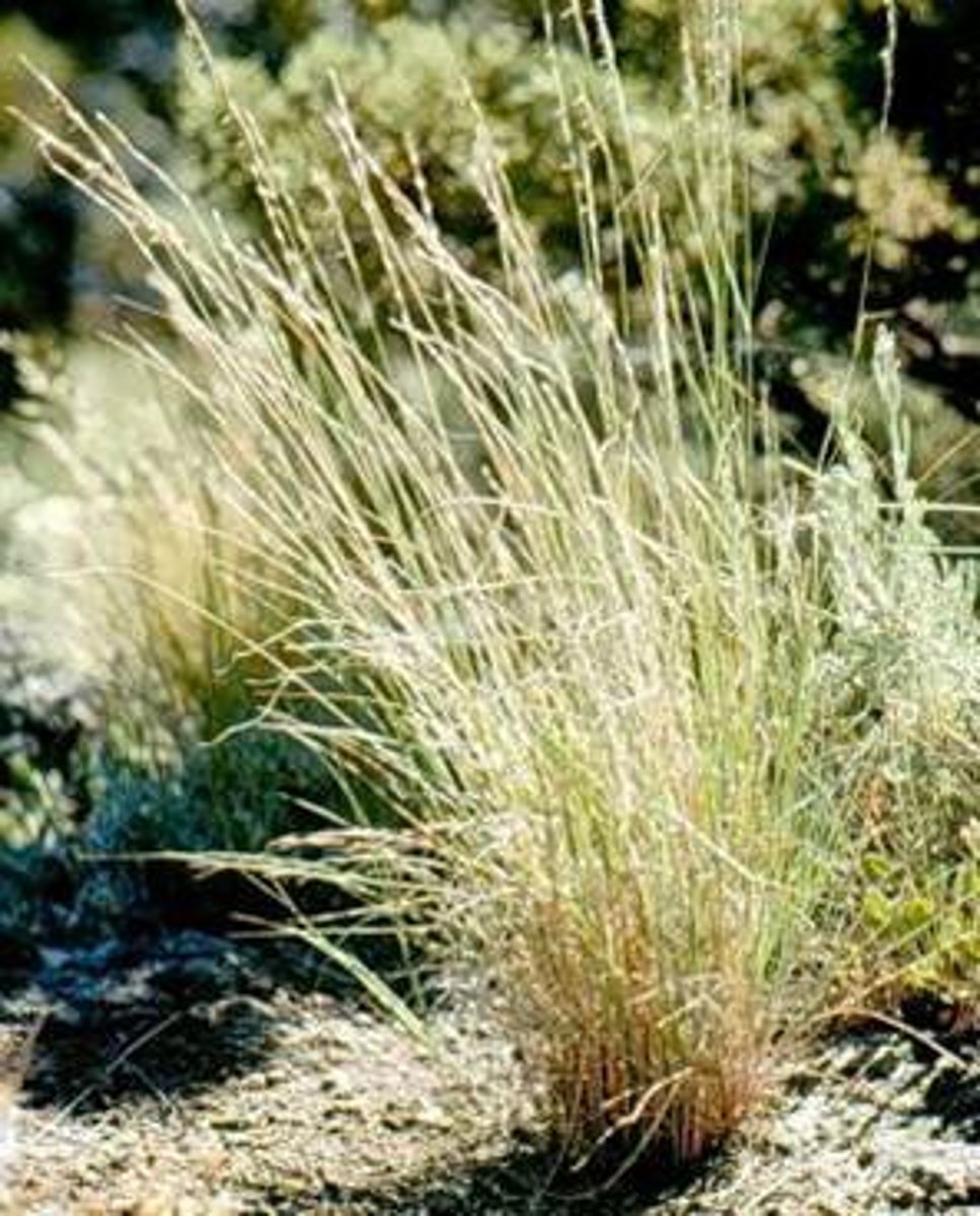<p>(poeaceae)</p><p>larger plant, bluish-green color, swollen nodes</p><p>"grasses like asses have holes"</p>