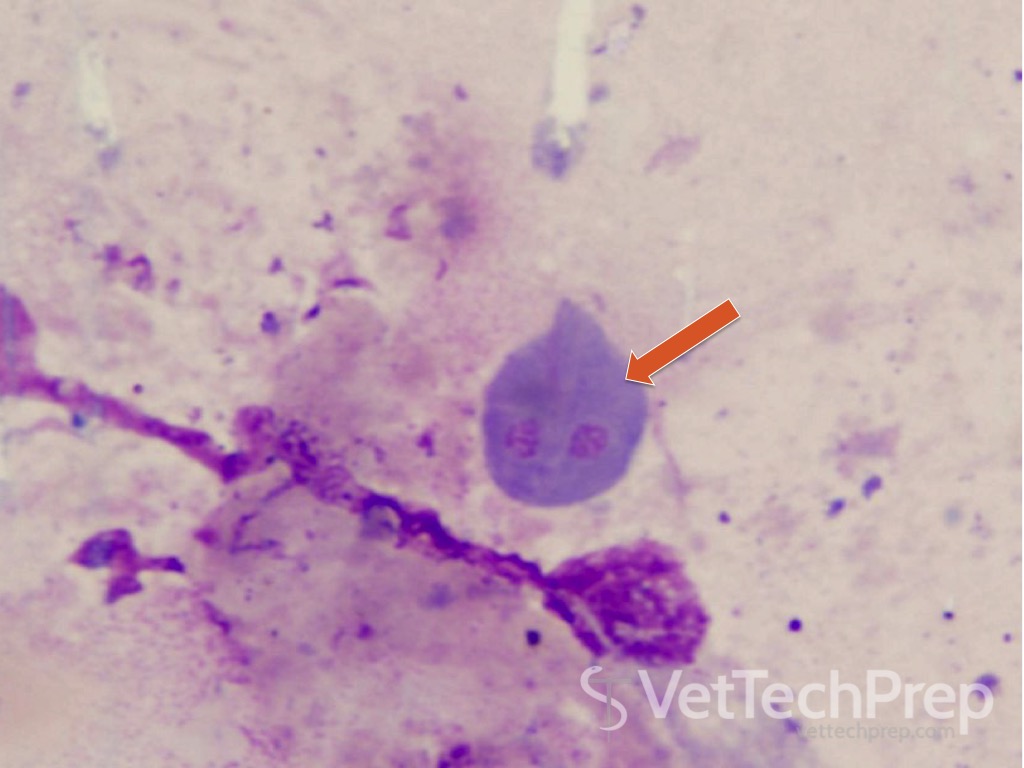 <p>what parasite is this?</p><p>what kind of parasite is this?</p><p>is it zoonotic?</p>