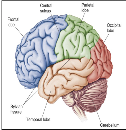 <p>Frontal, parietal, and temporal lobes </p>