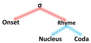 <ul><li><p>4 bouwstenen:</p><ul><li><p>onset</p></li><li><p>nucleus, betekent ‘kern’</p></li><li><p>coda, betekent ‘staart’</p></li><li><p>rhyme</p></li></ul></li></ul><p>syllabe aangeduid met <span>σ</span></p>