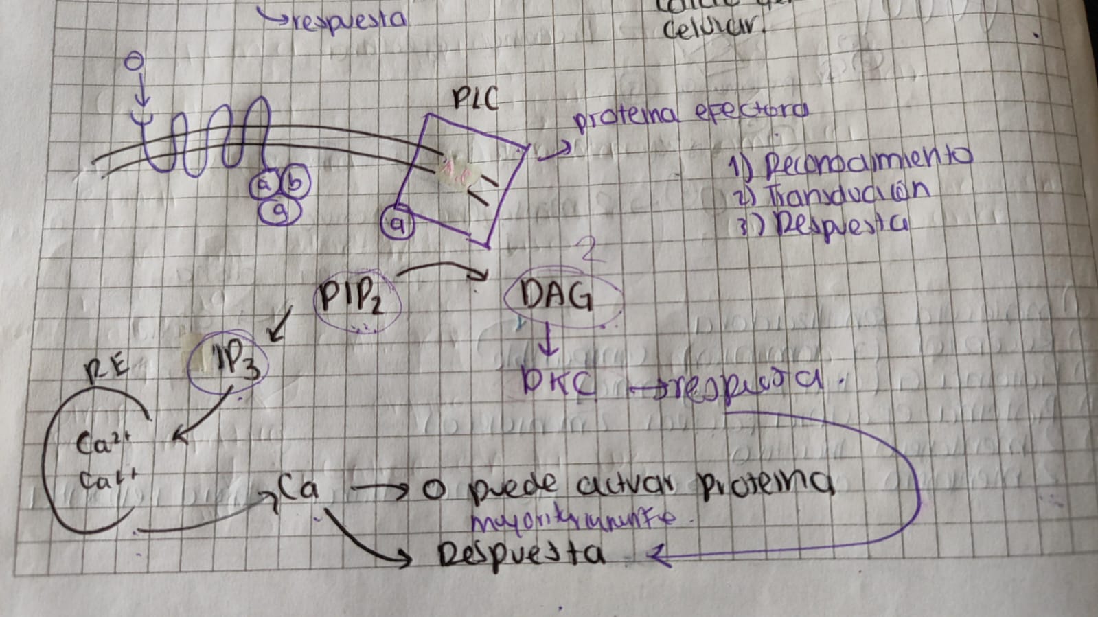 <p>ligando llega a receptor. </p><p>receptor traduce el mensaje a la proteina g</p><p>la subunidad alfa de la proteina g llega a la fosfolipasa c </p><p>fosfolipasa transforma el inositol2fosfato PIP2</p><p>el PIP2 se transforma en INOSITOL TRIFOSFATO IP3</p><p>y diacilglicerol</p><p>diacilglicerol viaja a la protein kinasa C y da respuesta celular </p><p>IP3 viaja a RE y abre canales de calcio, que dan una respuesta </p><p>o una parte del IP3 puede viajar a la proteina y activarla </p>
