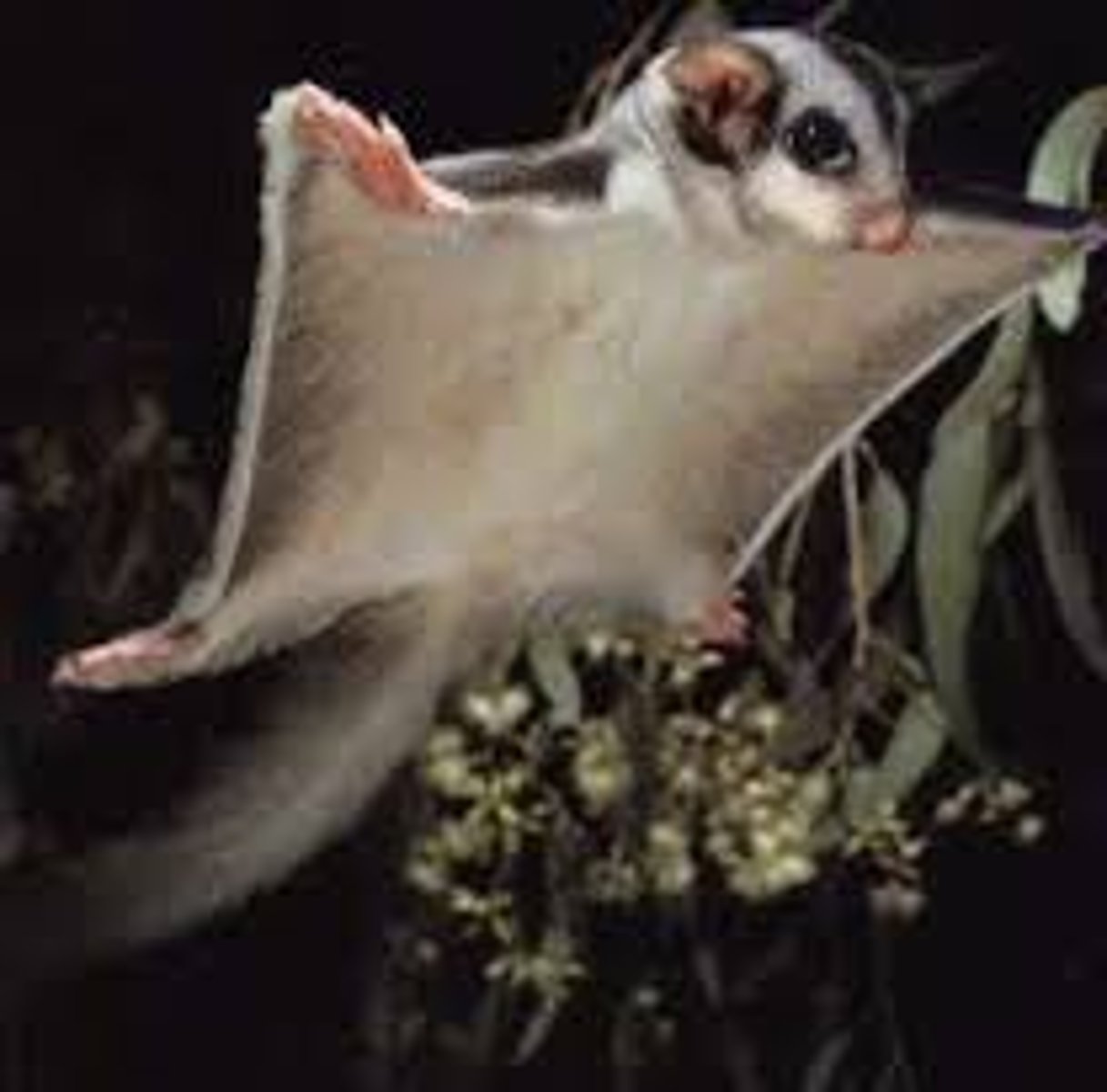 <p>Gliders</p>