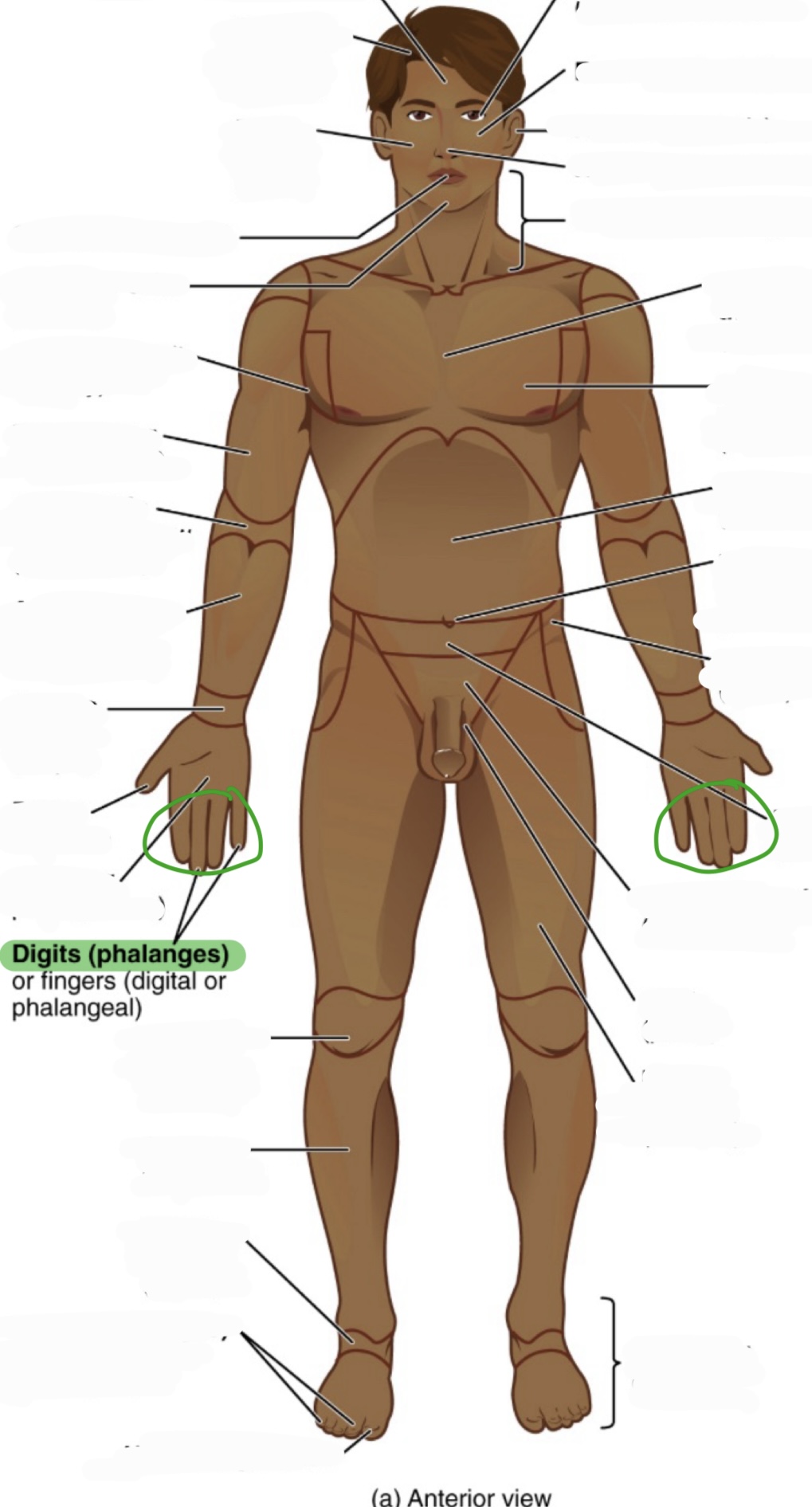 <p>fingers</p><p>(digital or phalangeal)</p>