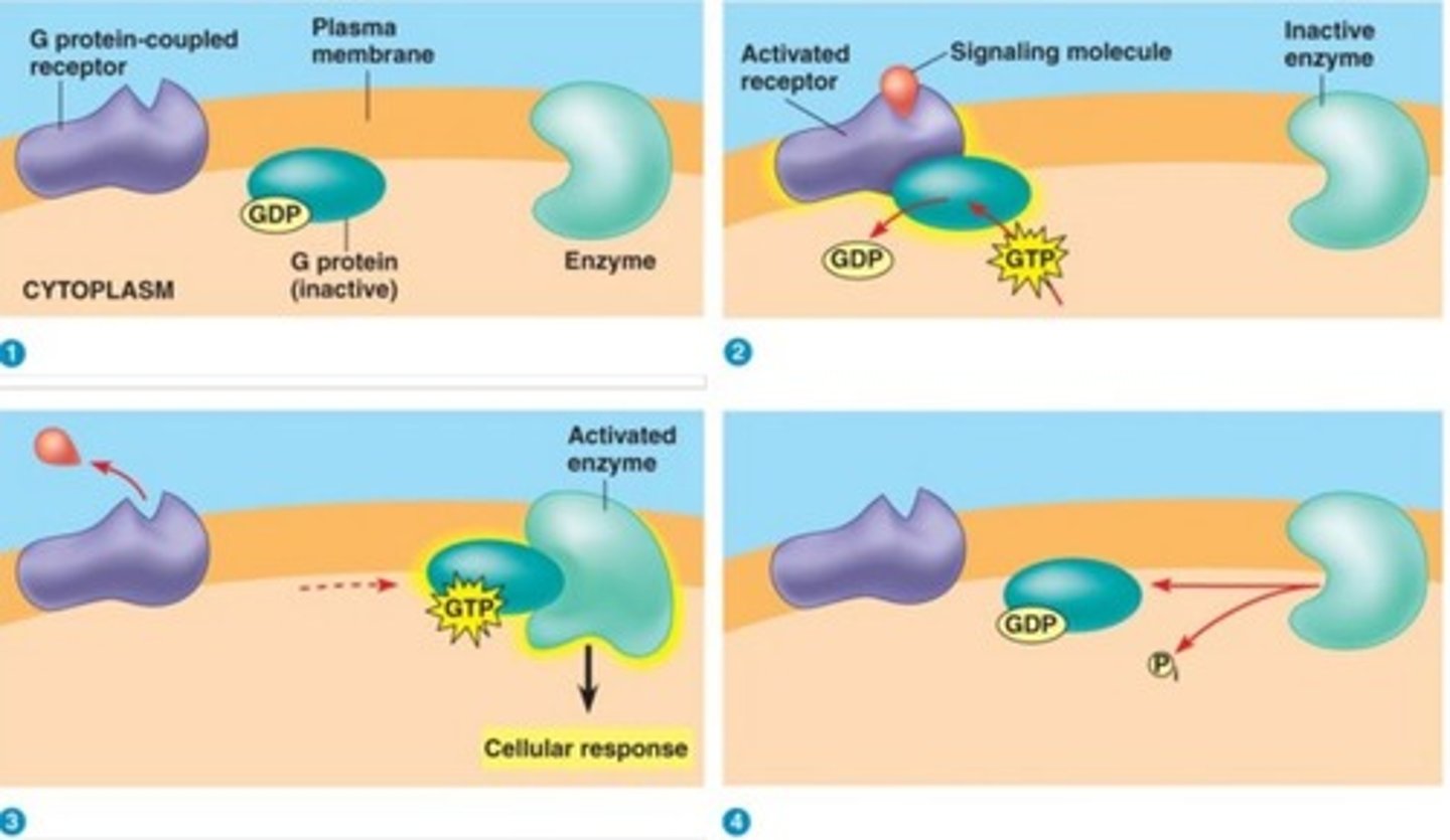 <p>Ligand binds to receptors, changes G-protein structure</p><p>-GDP detaches, allowing GTP to bind which activated g-protein</p><p>-alpha subunit dissociates from receptors, moves to effector, initiates response</p><p>-beta and gamma move to another effector</p>