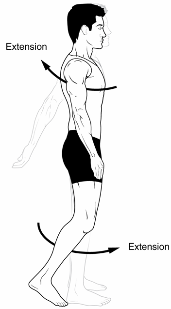 <p>increasing of the joint angle</p><p>ex: when you go down from a bicep curl, your arm angle goes from 45 to 180</p>
