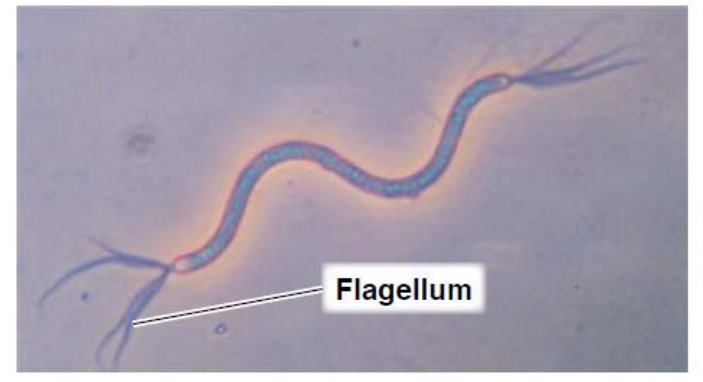 <ul><li><p>flagella - structures for locomotion too small to be seen </p></li><li><p>uses mordant and the stain carbolfuchsin to build up the diameters of the flagella</p></li></ul><p></p>