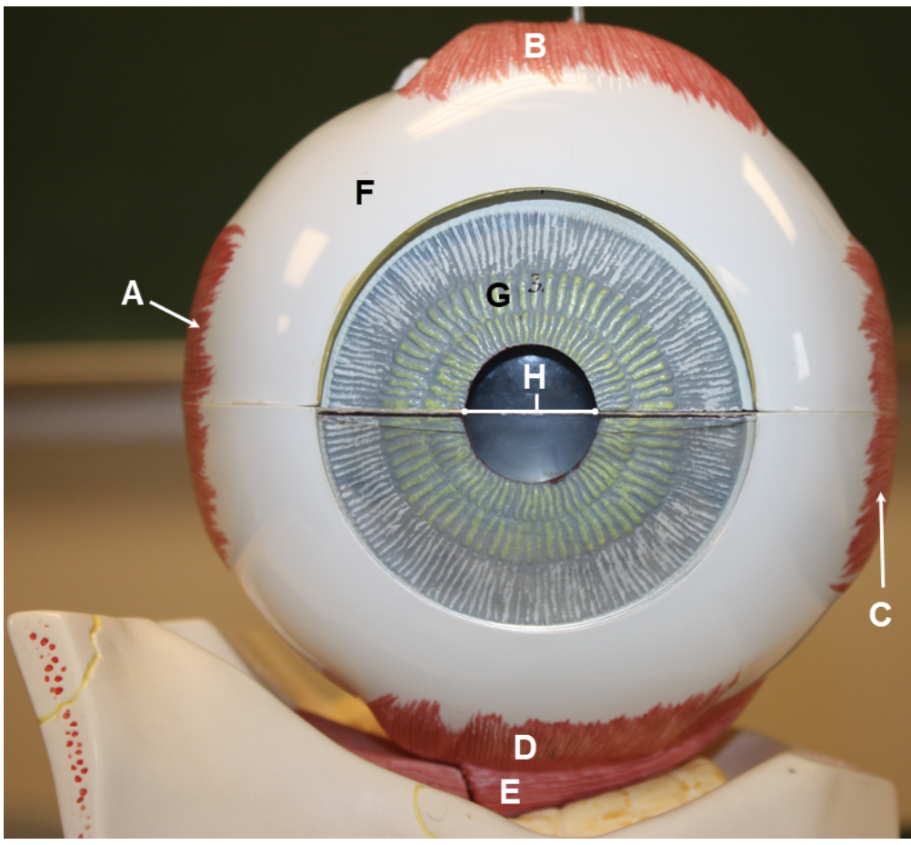 <p>In the image above, identify structures A-G, and opening H.</p>