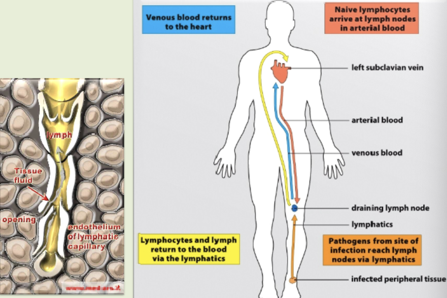 <p>pathogens from site of infection reach lymph nodes via lymphatics. native lymphocytes arrive at lymph nodes in arterial blood. lymphocytes &amp; lymph return to the blood via the lymphatics. venous blood returns to the heart. figured out we have one of these in the brain in 2015.</p>
