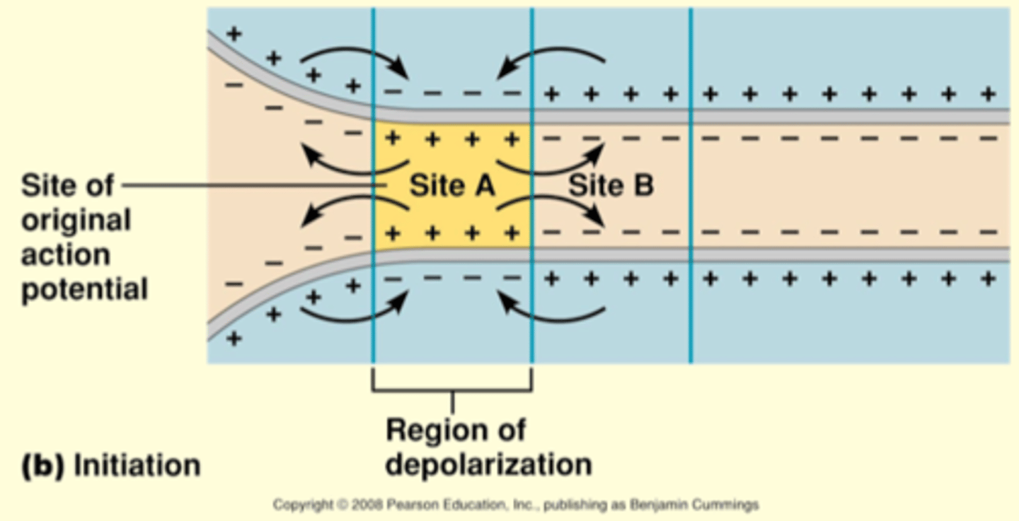 <p>When an action potential occurs at site A on the membrane, separation of charge occurs in the intracellular fluid and extracellular fluid; the charge separation serves as a force for current to move; the local currents produced by positive ions moving toward the negative regions of the intracellular fluid</p><p>Electric conduction - current travels to adjacent areas of the cell membrane causing voltage changes in these areas</p><p>No action potential at original site @ initiation</p><p>Why doesn't it go backwards: Can't get an action potential if you don't have a voltage-gated sodium channels</p>