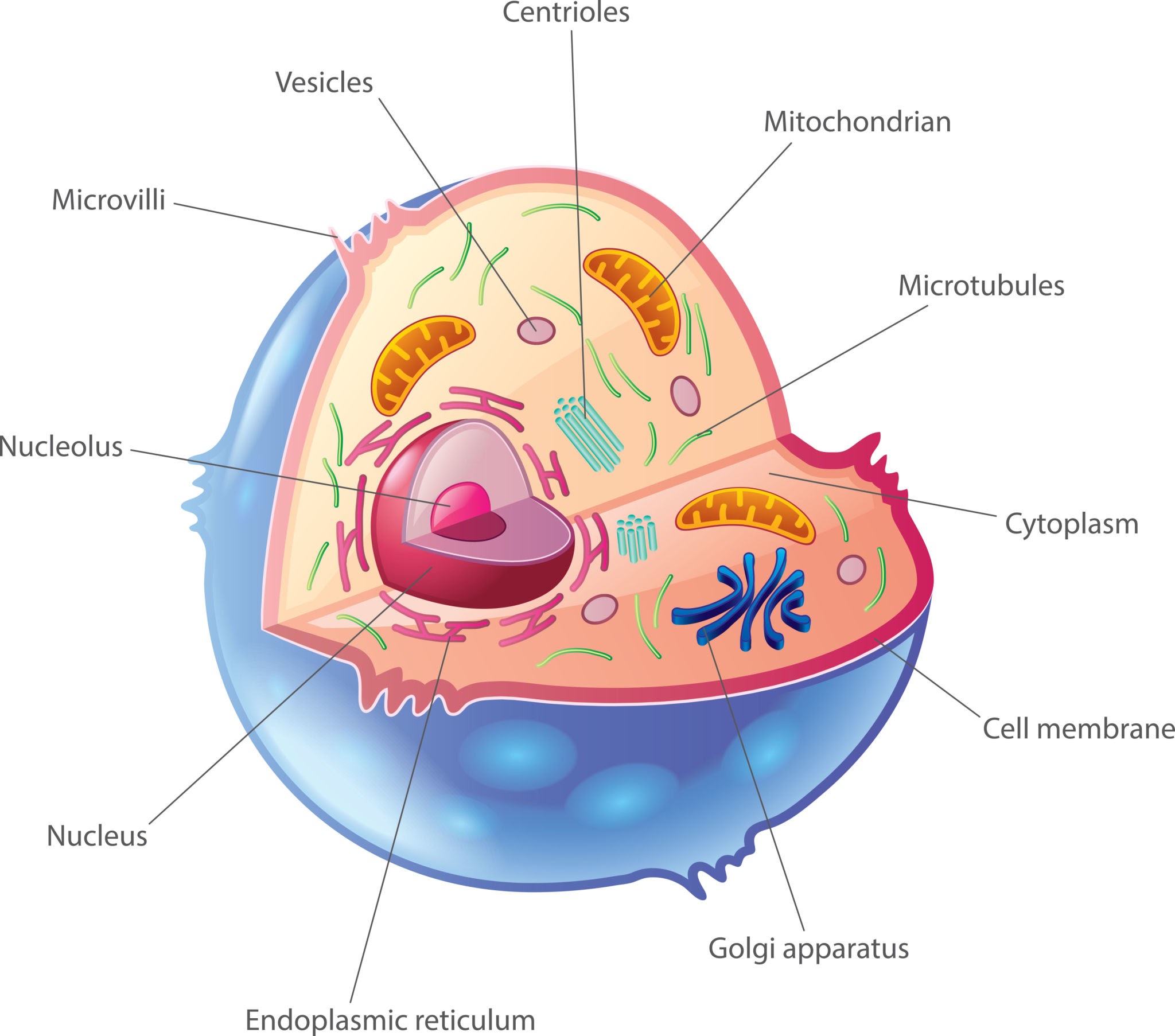 Is the cell below a prokaryote or eukaryote?
