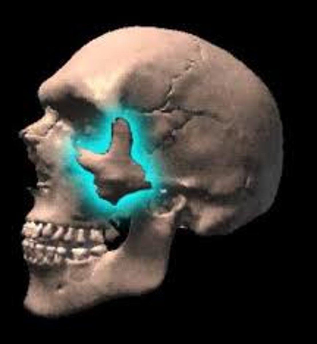 <p>The quadrangular bones of the cheek, articulating with the frontal bone, the maxillae, the zygomatic processes of the temporal bone, and the great wings of the sphenoid bone.</p>