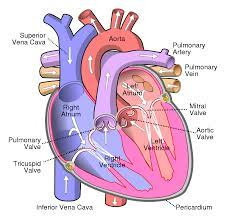 <p>describe the blood flow into the right atrium </p>