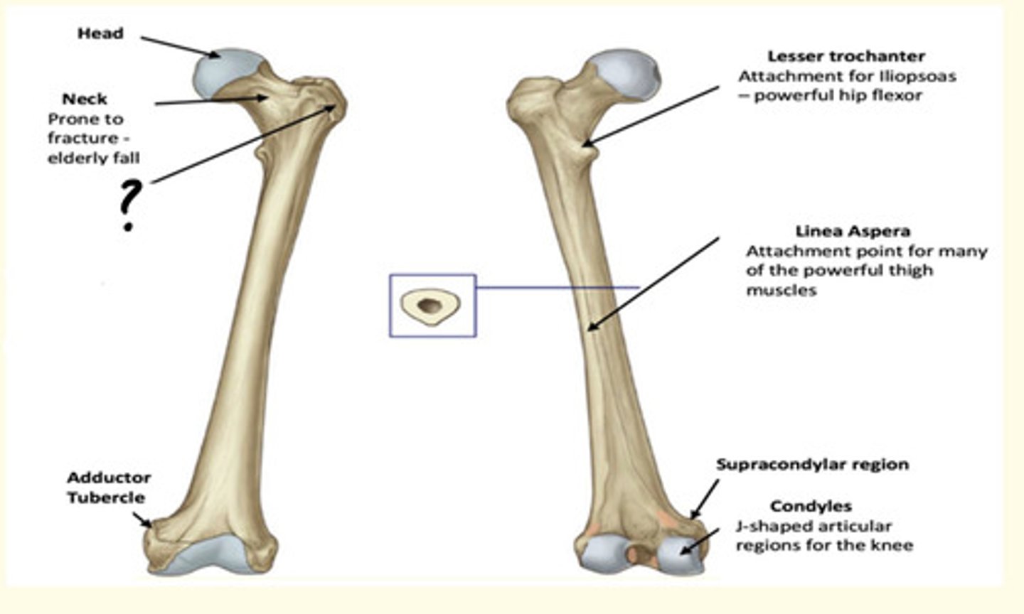 <p>Greater Trochanter</p><p>Attachment for very strong muscles (Gluteus Medius &amp; Minimus). They stabilise the pelvis on the lower limb whilst walking.</p>