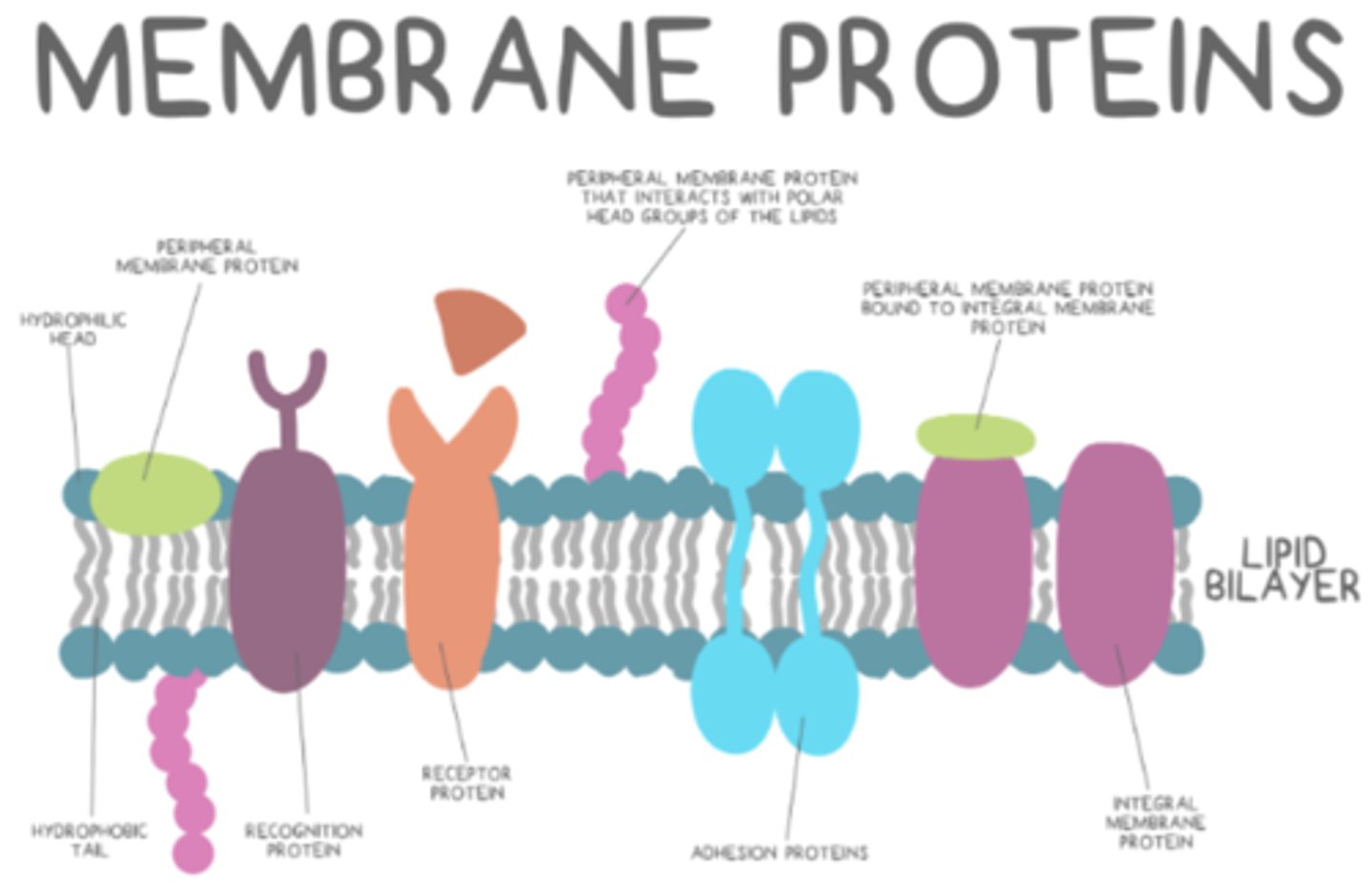 <p>receptors; adhesion proteins; recognition proteins</p>