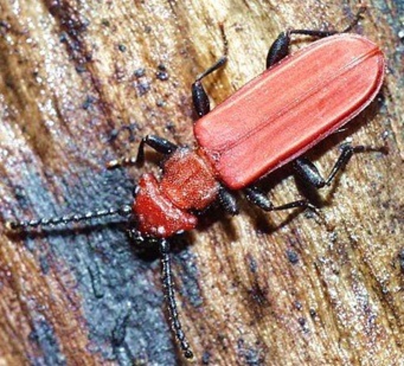 <p>small, white, wormlike/grublike, feed on other larvae and tree bark, complete metamorphosis</p>