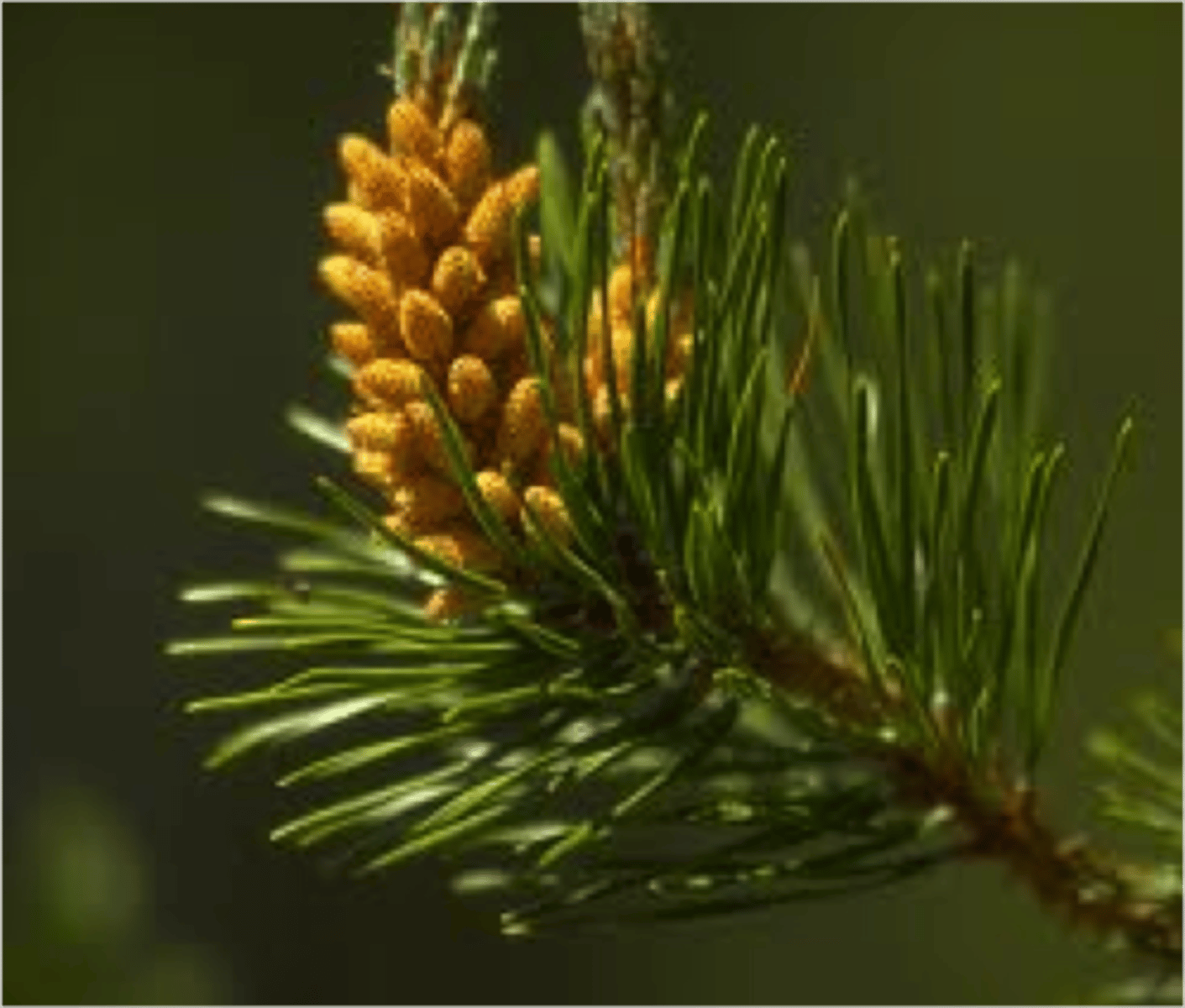 <p>200 MYA insects started to visit cones, likely to collect pollen</p><p>e.g. Palaeodictyopteroidea</p>