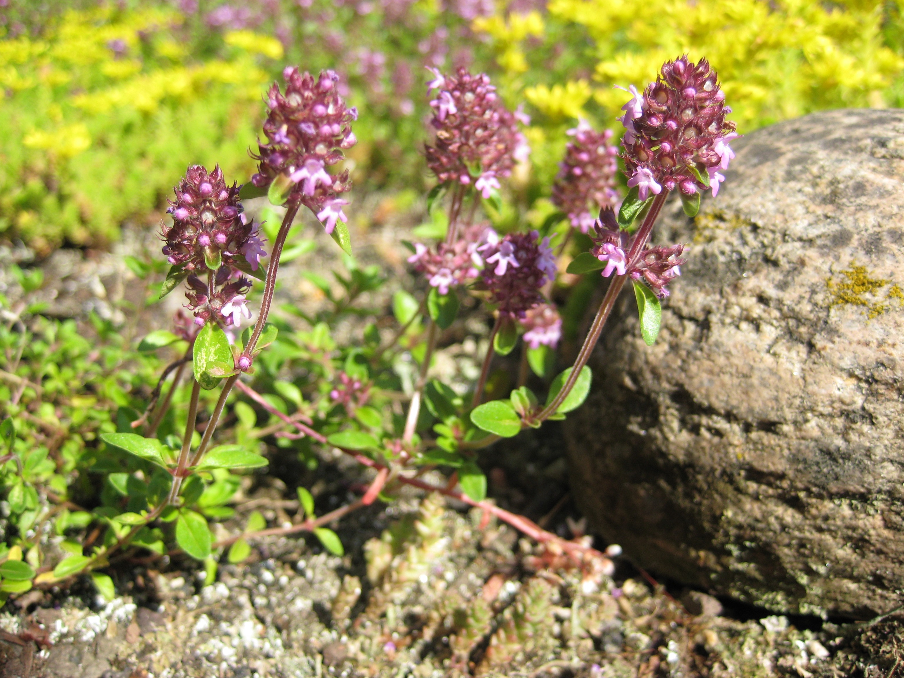 <p>Thymus pulegioides - Lamiaceae</p>