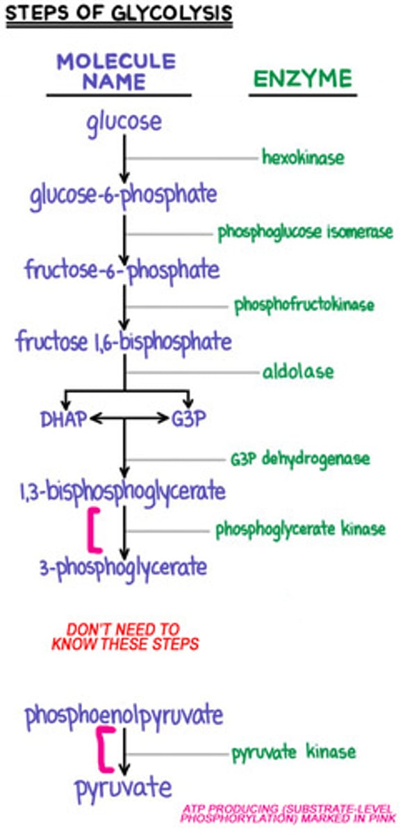 <p>Dihydroxyacetone phosphate (DHAP)</p>