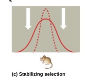 <p>favors intermediate variants and acts against extreme phenotypes</p>