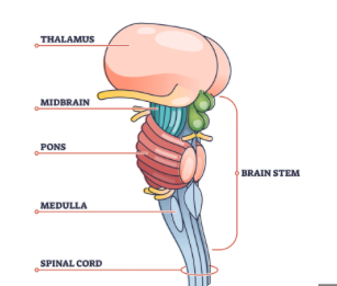 <ul><li><p>midbrain</p></li><li><p>pons</p></li><li><p>medulla</p></li></ul>