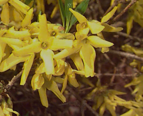 <p>What is this plant?</p>