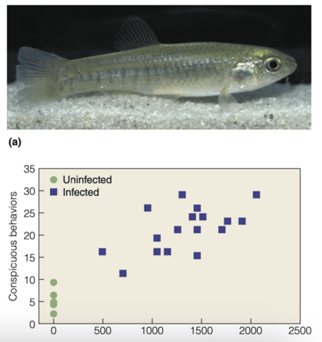 <p>can increase the susceptibility to predation</p><p>----------------</p><p>EXAMPLE:</p><p>- killifish (host) with a parasitic trematode infection display abnormal behaviors such as surfacing and jerking</p>