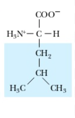 <p>Leucine</p>