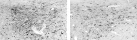 <p>Identify the 2 types of cells in the hypothalamus </p>