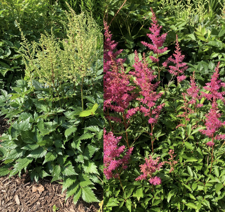 <p>8’-24”</p><p>Moist soils</p><p>June- Aug.</p><p>12”-18” Moist soils</p><p>part sun/part shade Full shade</p><p>Shade-loving perennial with feathery summer flower spikes in white, pink, red, and purple.</p>