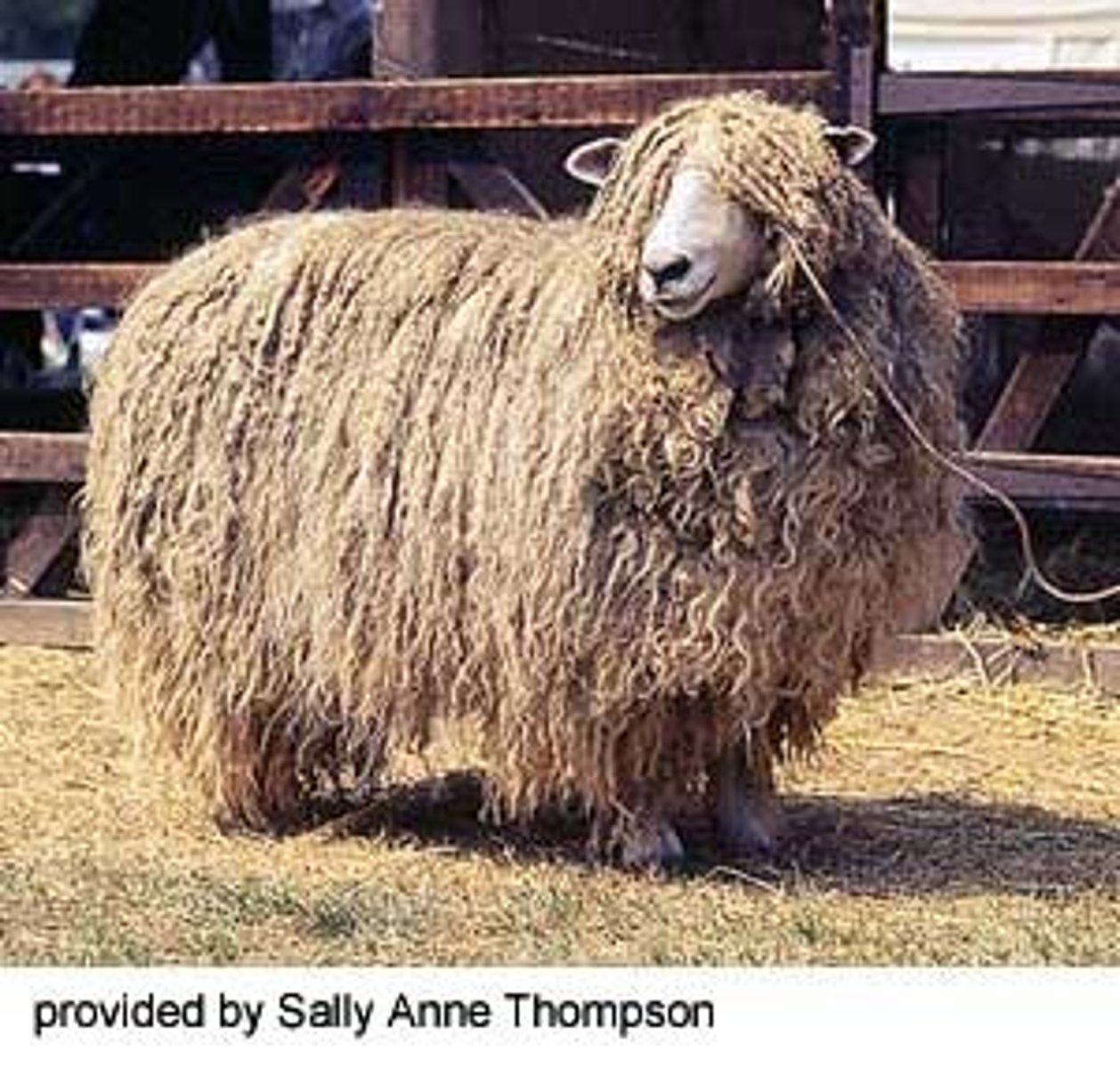 <p>long-wool sheep breed:</p><p>big sheep= more wool/length</p>