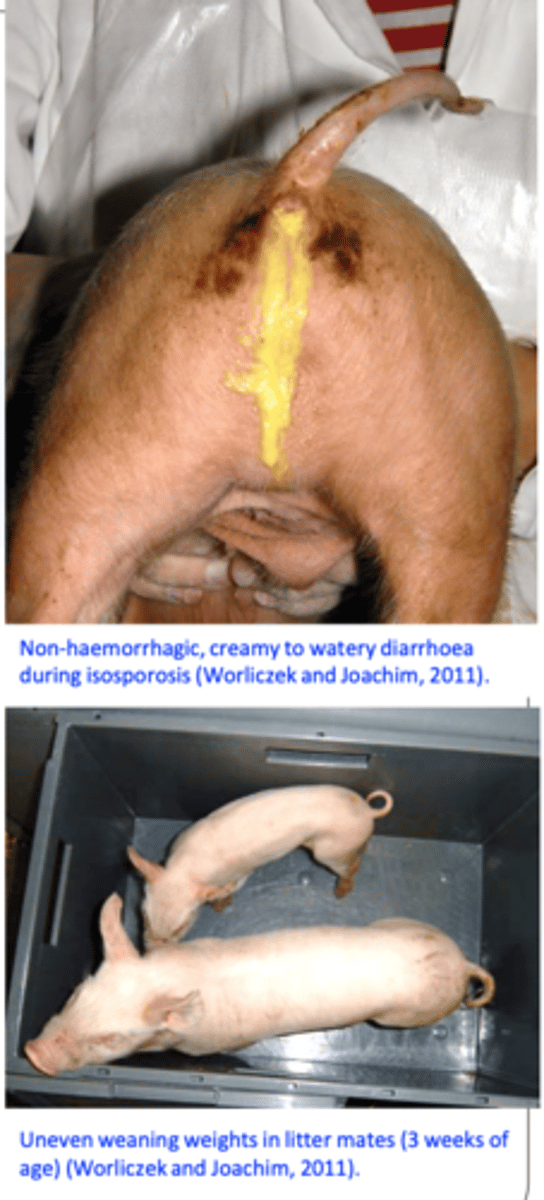 <p> Commonly occur in pigs of 1-2 weeks of age;</p><p> Appear 3-5 days after infection (associated with the asexual stages) and last 3-7 days;</p><p> Yellowish/grayish diarrhoea, (non-haemorrhagic), liquid to pasty, foul smelling, that stains the perineum;</p><p> Dehydration, pigs are less active and depressed;</p><p> Reduced weight gains, weight loss  not all the piglets in the litter are equally affected  uneven weight gain and stunted growth;</p>