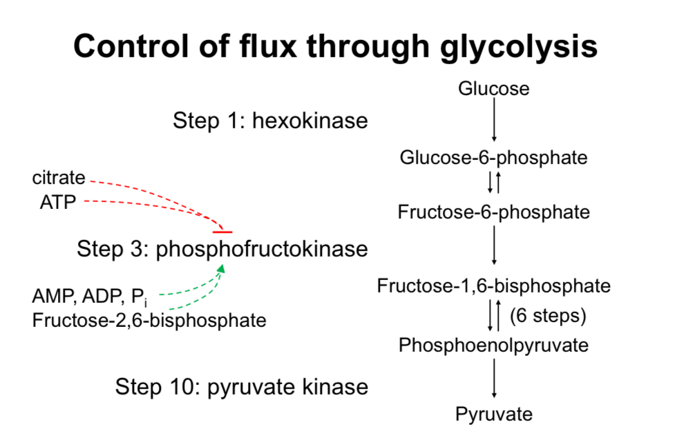 <ul><li><p>Regulation points in glycolysis focus on irreversible reactions (steps 1, 3, 10) and regulatory enzymes (hexokinase/glucokinase, phosphofructokinase-1 (PFK-1), pyruvate kinase)</p></li><li><p><strong>Inhibitors</strong>:</p><ul><li><p>ATP: signals that energy needs are met, inhibits glycolysis.</p></li><li><p>Citrate: signals sufficient energy (indicating fatty acid oxidation is occurring), inhibits glycolysis.</p></li></ul></li><li><p><strong>Activators</strong>:</p><ul><li><p>AMP, ADP, inorganic phosphate (Pi): indicate low ATP levels, activate glycolysis.</p></li><li><p>Fructose-2,6-bisphosphate: Produced in response to insulin (high blood glucose levels so make energy from all this glucose), activates PFK-1, signals need for glycolysis to generate ATP.</p></li><li><p>(This compound is the most potent allosteric activator of PFK-1)</p></li></ul></li></ul><p></p>