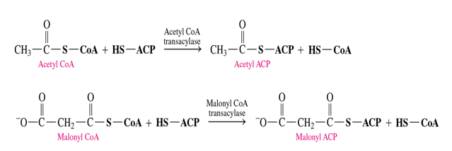 <p>malonyl CoA—&gt; malonyl ACP </p><p>acetyl CoA—&gt; acetyl ACP </p>