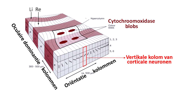 <p>→ architectuur van primaire visuele cortex</p><ul><li><p>blok van 1mm V1 → ‘all the machinery necessary to look after everything the visual cortex is responsible for, in a certain small part of the visual world’</p><ul><li><p>= hyperkolom</p></li><li><p>bevat ten minste 2 sets kolommen, die beide elke mogelijke oriëntatie (0-180 graden) bestrijken, waarbij 1 set de voorkeur geeft aan input van linkeroog &amp; 1 set aan input van rechteroog</p></li></ul></li></ul><p></p>